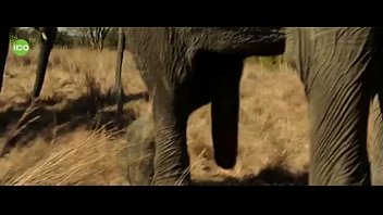 Porn Elephant Com